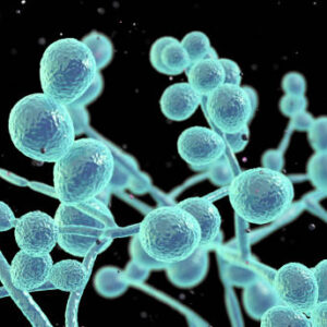 Μύκητες - Παράσιτα