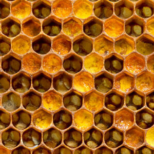 Βασιλικός Πολτός